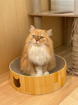 Cat Café MOFF グランベリーパーク店に投稿された画像（2026/2/6）