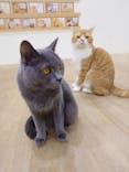 Cat Café MOFF イオンモール豊川店に投稿された画像（2026/2/7）