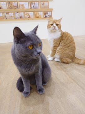 Cat Café MOFF イオンモール豊川店に投稿された画像（2026/2/6）