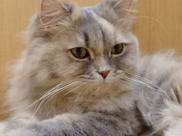 Cat Café MOFF イオンモール豊川店に投稿された画像（2026/2/6）