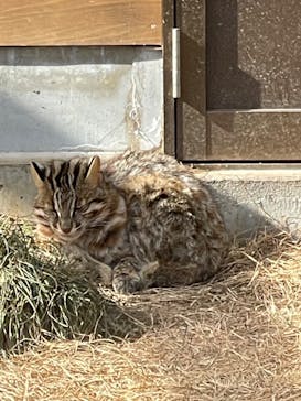 那須どうぶつ王国に投稿された画像（2026/2/7）