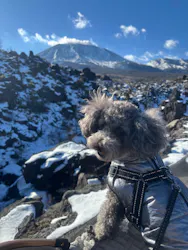 鬼押出し園に投稿された画像（2026/2/7）