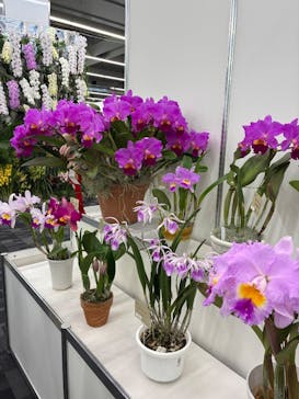 世界らん展2026-花と緑の祭典-に投稿された画像（2026/2/7）