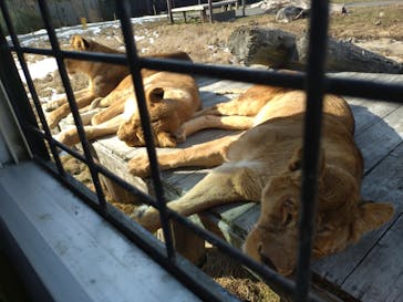 那須サファリパークに投稿された画像（2026/2/7）