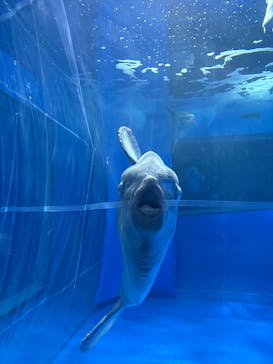 アクアワールド茨城県大洗水族館に投稿された画像（2026/2/7）