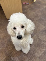 いぬカフェRio 吉祥寺店に投稿された画像（2026/2/7）