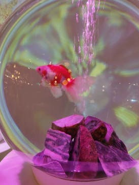 NARA KINGYO MUSEUMに投稿された画像（2026/2/7）