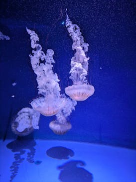 新江ノ島水族館に投稿された画像（2026/2/7）