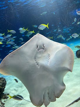 サンシャイン水族館に投稿された画像（2026/2/7）