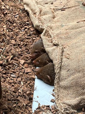 恩賜上野動物園に投稿された画像（2026/2/7）