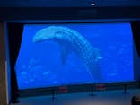 沖縄美ら海水族館に投稿された画像（2026/2/7）