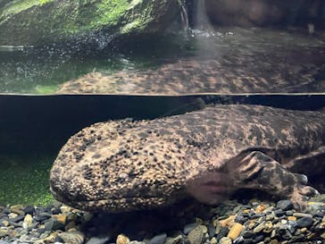 京都水族館に投稿された画像（2026/2/7）