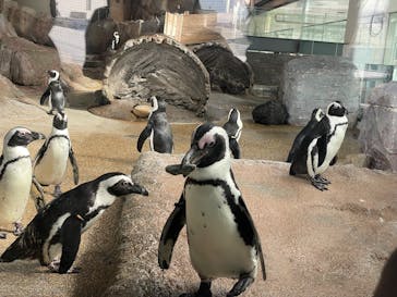 京都水族館に投稿された画像（2026/2/7）
