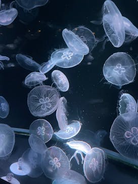 京都水族館に投稿された画像（2026/2/7）