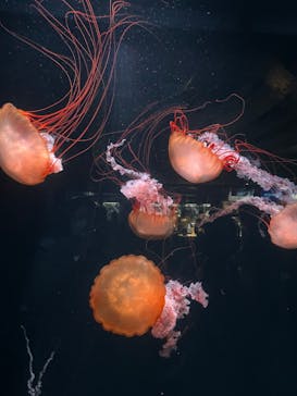 京都水族館に投稿された画像（2026/2/7）
