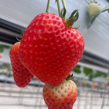 株式会社こまち野に投稿された画像（2026/2/7）