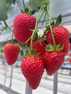 株式会社こまち野に投稿された画像（2026/2/7）