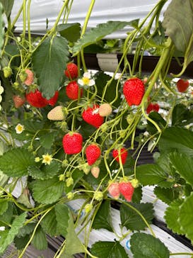 ICHIGOHOUSE.MITAKAに投稿された画像（2026/2/7）