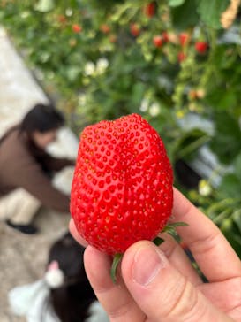 ICHIGOHOUSE.MITAKAに投稿された画像（2026/2/7）