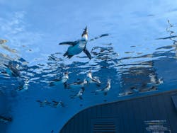 サンシャイン水族館に投稿された画像（2026/2/7）