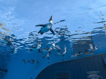 サンシャイン水族館に投稿された画像（2026/2/7）