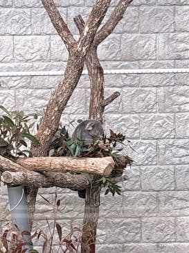 淡路ファームパーク イングランドの丘に投稿された画像（2026/2/7）