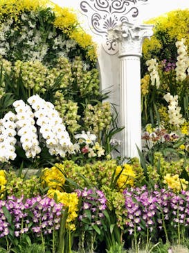 世界らん展2026-花と緑の祭典-に投稿された画像（2026/2/7）