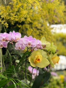 世界らん展2026-花と緑の祭典-に投稿された画像（2026/2/7）