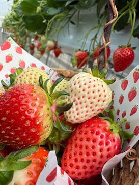 ニューベリーに投稿された画像（2026/2/7）