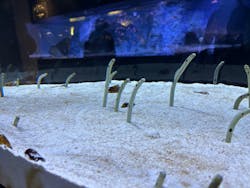 すみだ水族館に投稿された画像（2026/2/7）