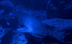 すみだ水族館に投稿された画像（2026/2/7）