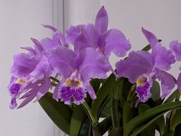 世界らん展2026-花と緑の祭典-に投稿された画像（2026/2/7）