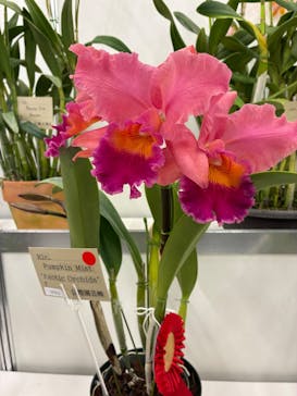 世界らん展2026-花と緑の祭典-に投稿された画像（2026/2/7）