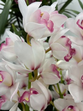 世界らん展2026-花と緑の祭典-に投稿された画像（2026/2/7）