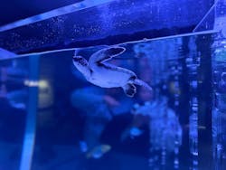 すみだ水族館に投稿された画像（2026/2/7）