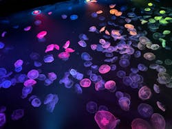 すみだ水族館に投稿された画像（2026/2/7）