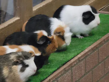 ゼロ距離水族館 伊勢シーパラダイスに投稿された画像（2026/2/7）