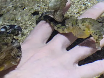 ゼロ距離水族館 伊勢シーパラダイスに投稿された画像（2026/2/7）