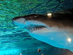 しながわ水族館に投稿された画像（2026/2/7）