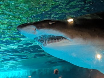 しながわ水族館に投稿された画像（2026/2/7）