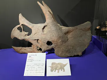 特別展「大絶滅展―生命史のビッグファイブ」に投稿された画像（2026/2/7）