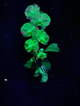 世界らん展2026-花と緑の祭典-に投稿された画像（2026/2/7）