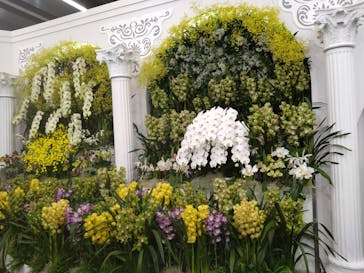 世界らん展2026-花と緑の祭典-に投稿された画像（2026/2/7）