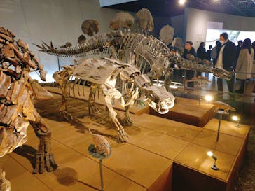 福井県立恐竜博物館に投稿された画像（2026/2/7）