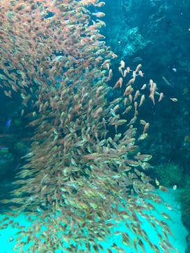 環境水族館アクアマリンふくしまに投稿された画像（2026/2/7）