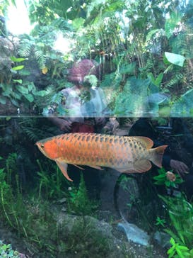 環境水族館アクアマリンふくしまに投稿された画像（2026/2/7）