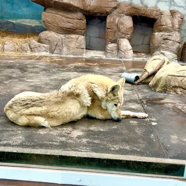 天王寺動物園に投稿された画像（2026/2/7）