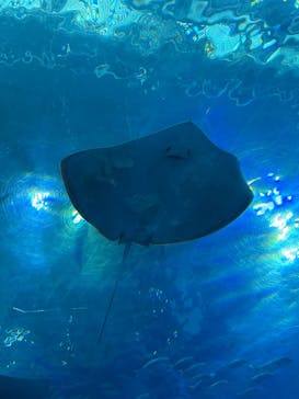 沖縄美ら海水族館に投稿された画像（2026/2/7）