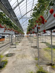 原田いちごファームに投稿された画像（2026/2/7）