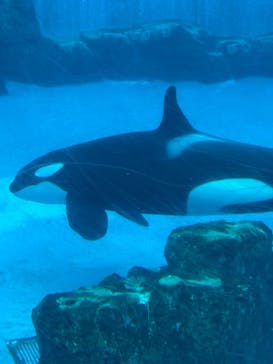 名古屋港水族館に投稿された画像（2026/2/7）